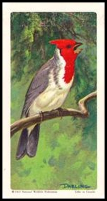 47 Red crested Cardinal